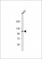 DEF Antibody  (N-term)